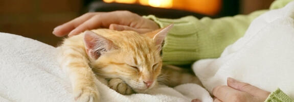 JRS Petcare Markenwelt