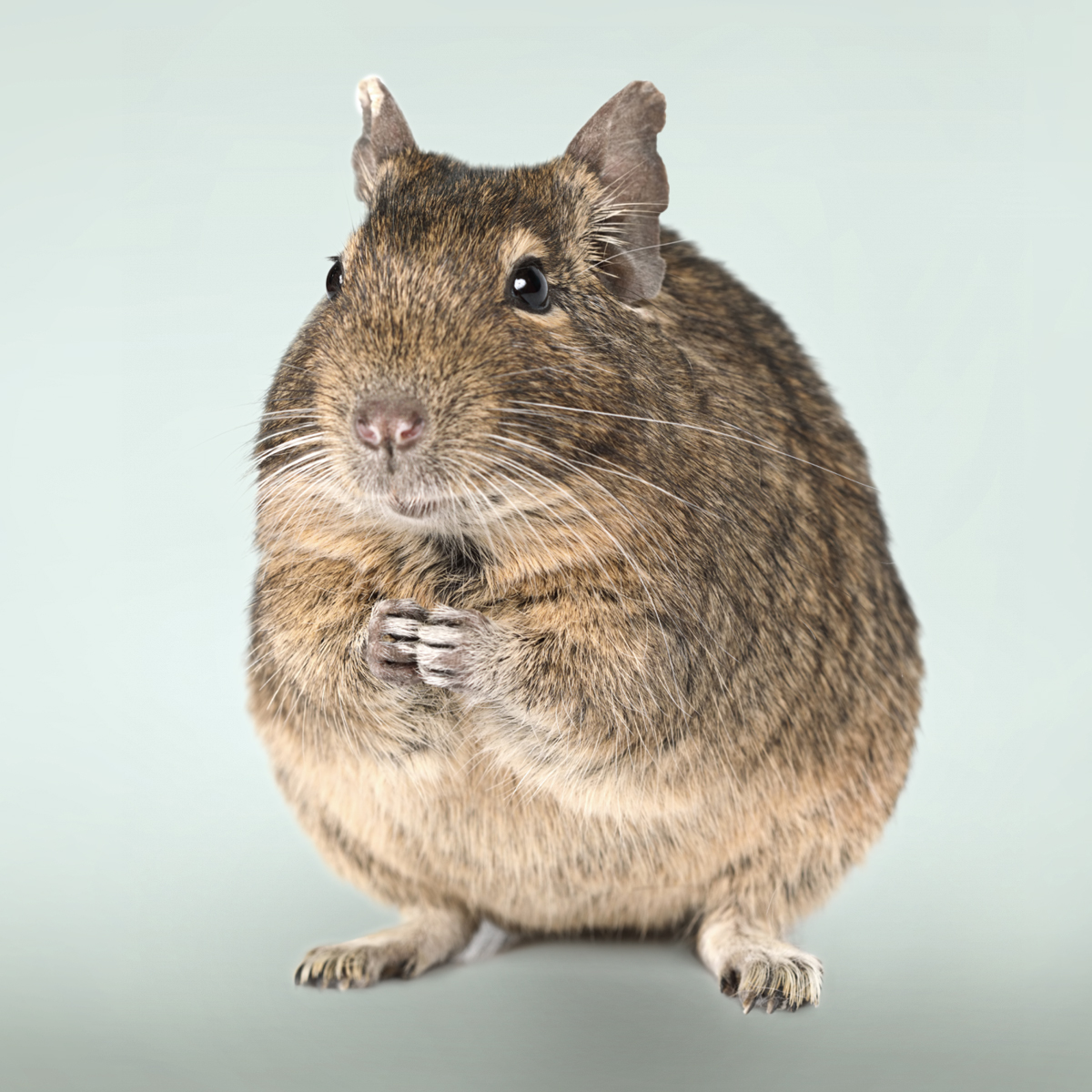 CHIPSI Produkt Konfigurator