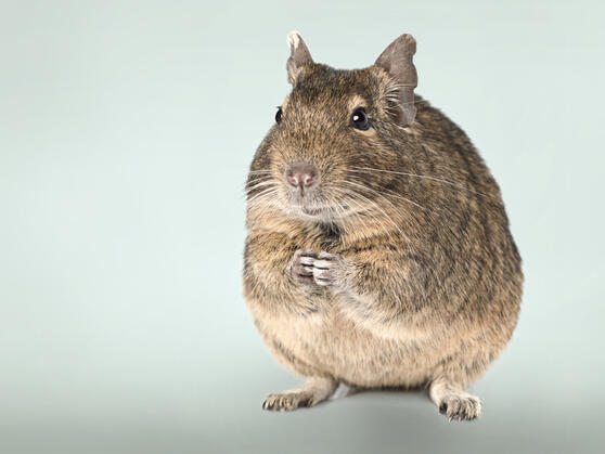 Für jedes Tier die artgerechte, passende Hygienelösung